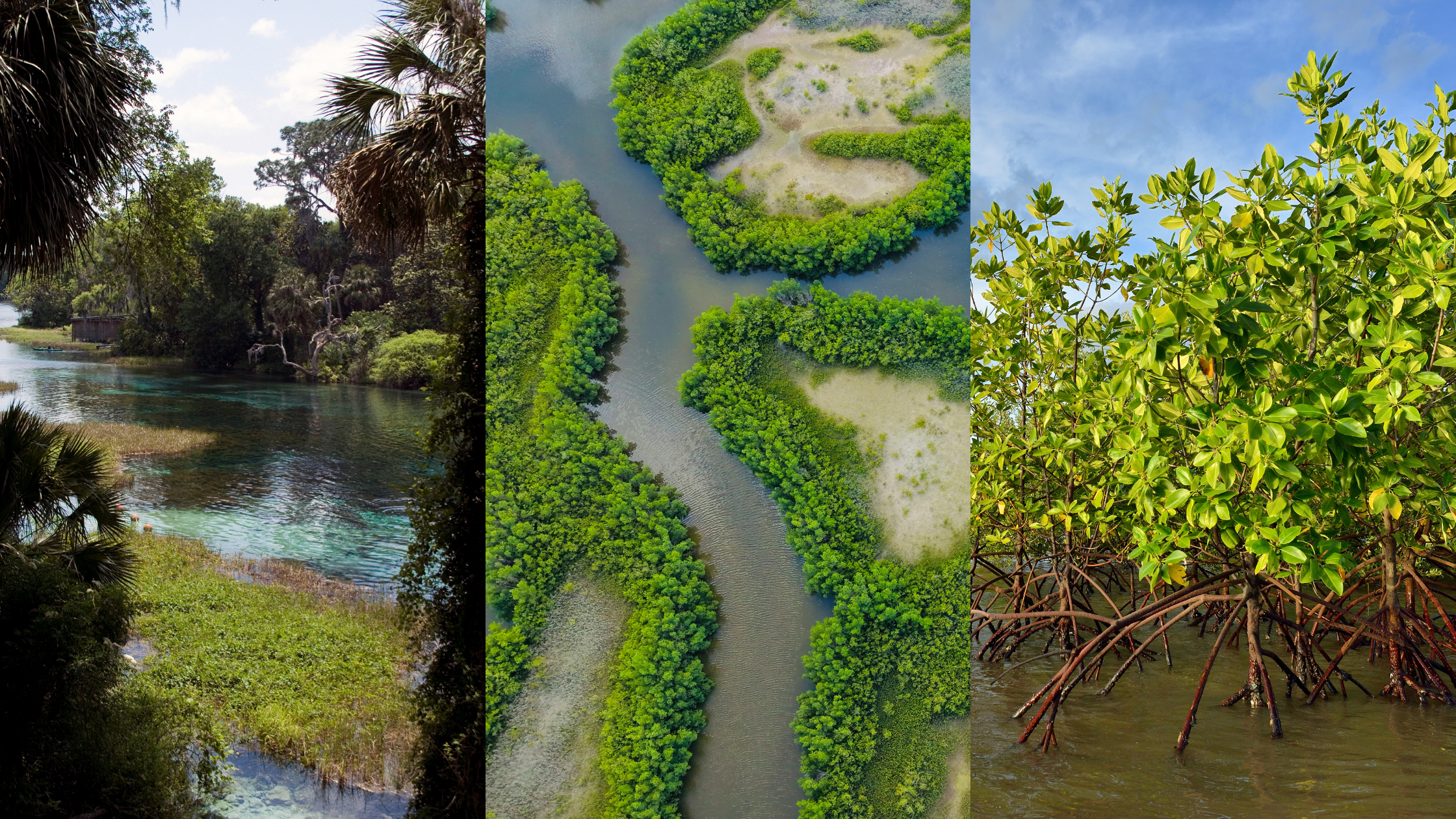World Wetlands Day: Protecting What Protects Us — Conservation Florida